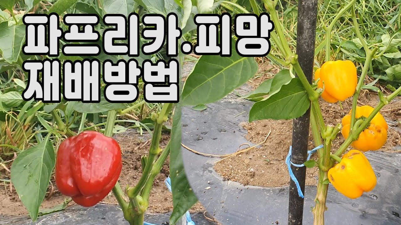 파프리카.피망 재배방법 ㅣ 파프리카 .피망 차이점 ㅣ파프리카.피망 수확